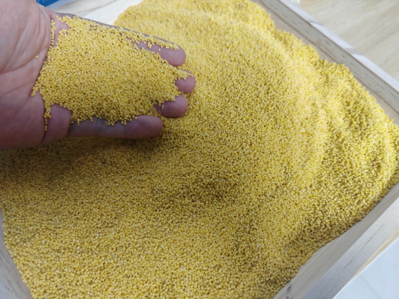金沃糧小米加工廠 匠心傳承，品質(zhì)生活的糧食守護(hù)者